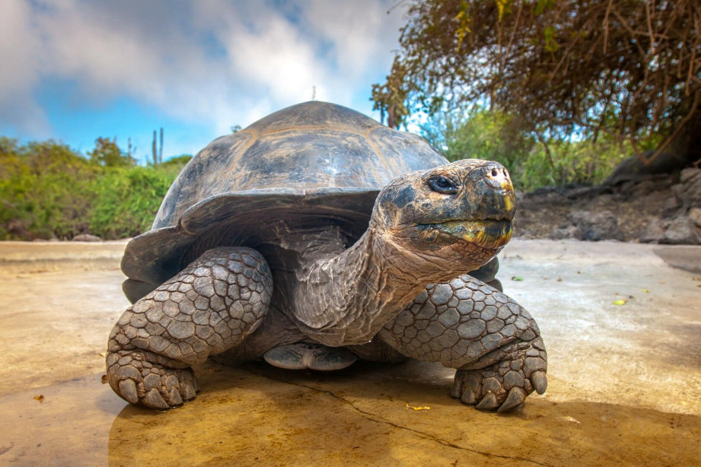 Treasures of Ecuador and the Galápagos: Otavalo, the Amazon, Cuenca, Santa Cruz and Isabela