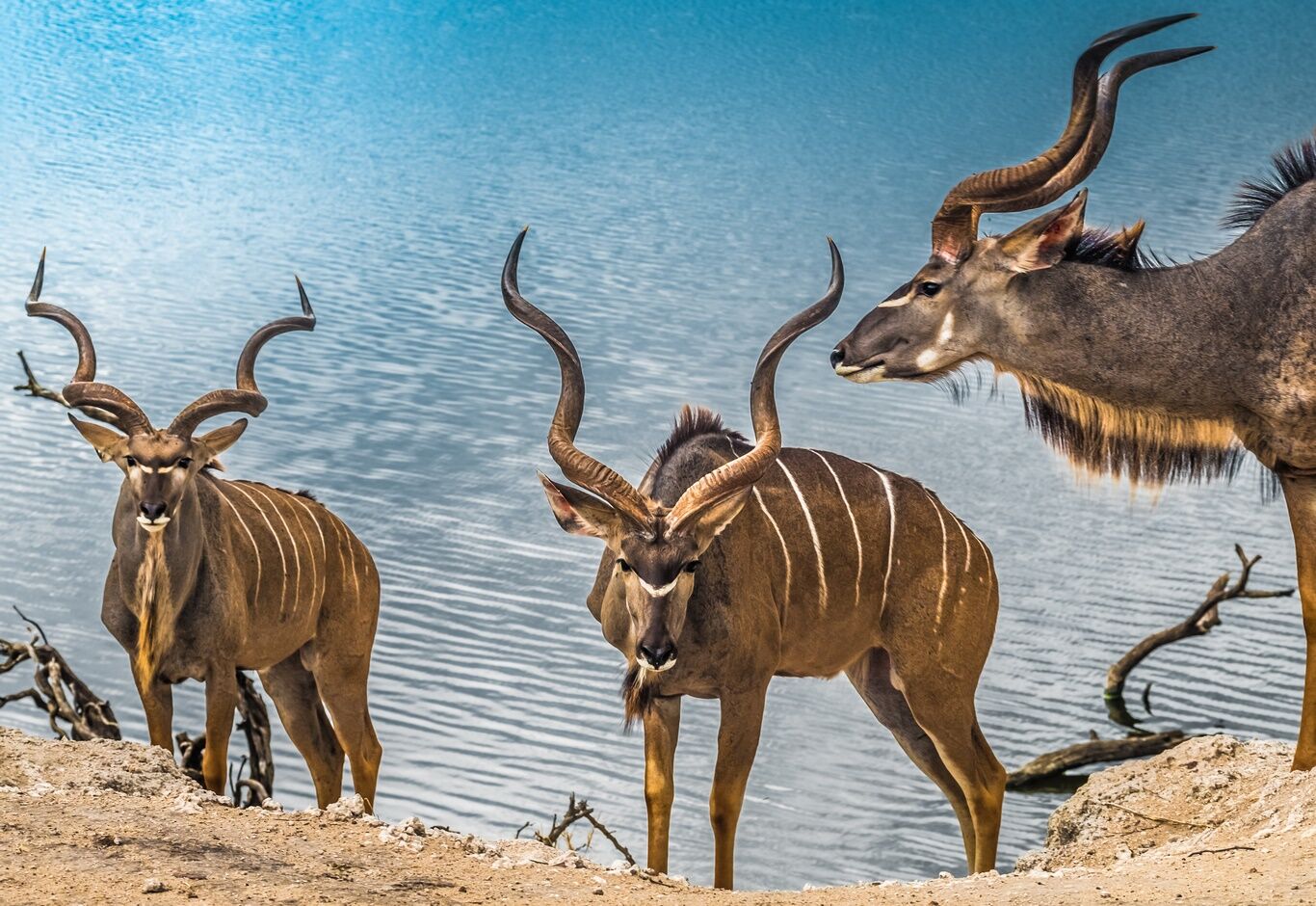Moremi reserve — photo 2