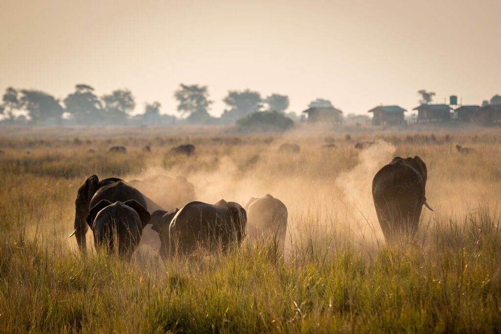 Vers Savuti