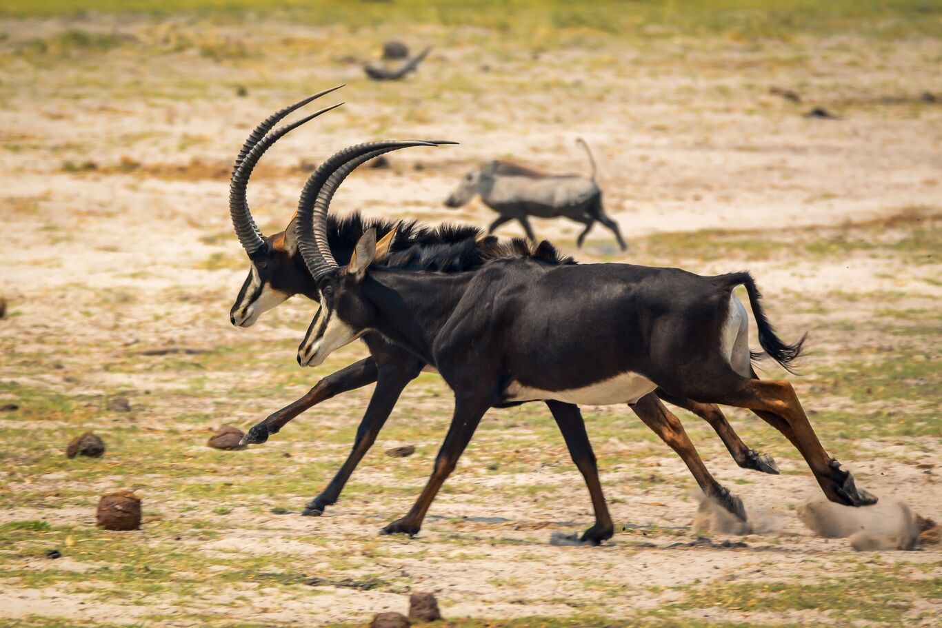 Moremi reserve — photo 4