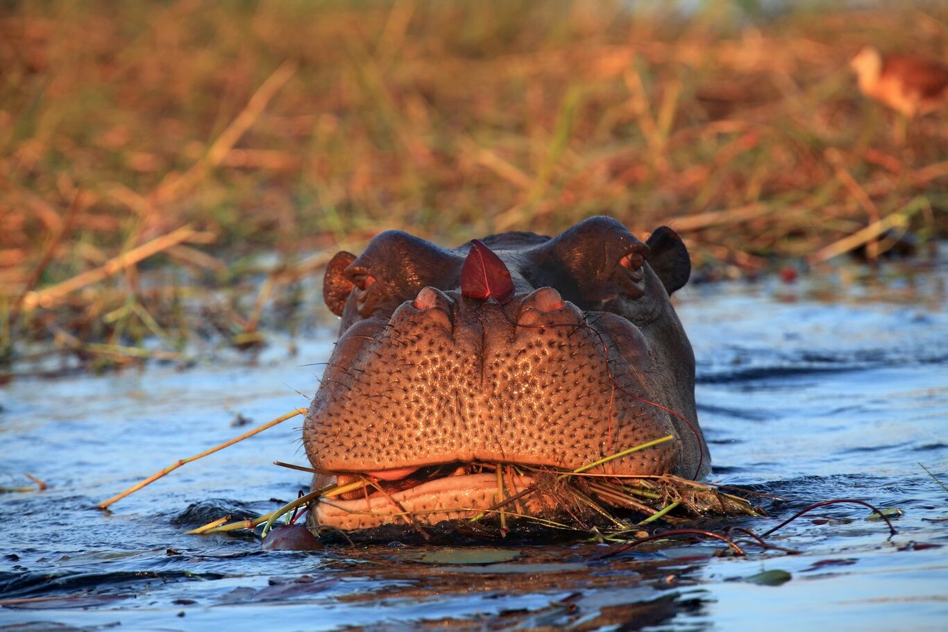 Johannesburg – Maun