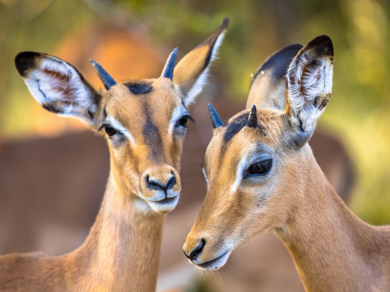 Chobe, deuxième journée
