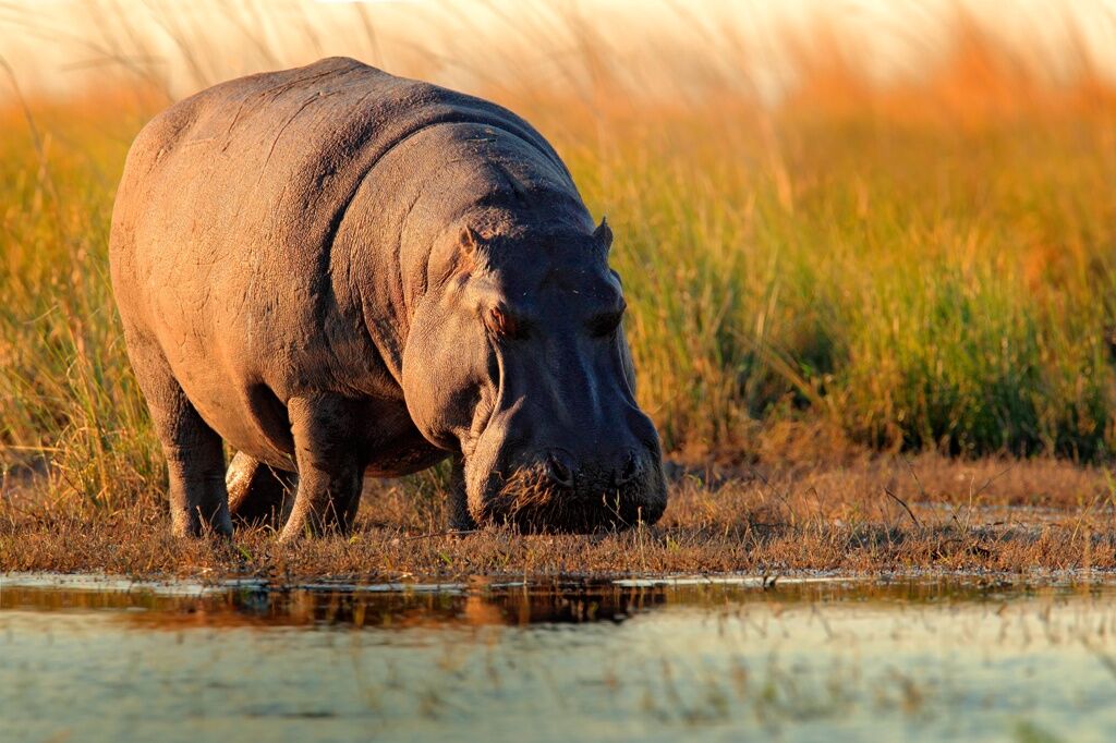 Les rives de la Chobe