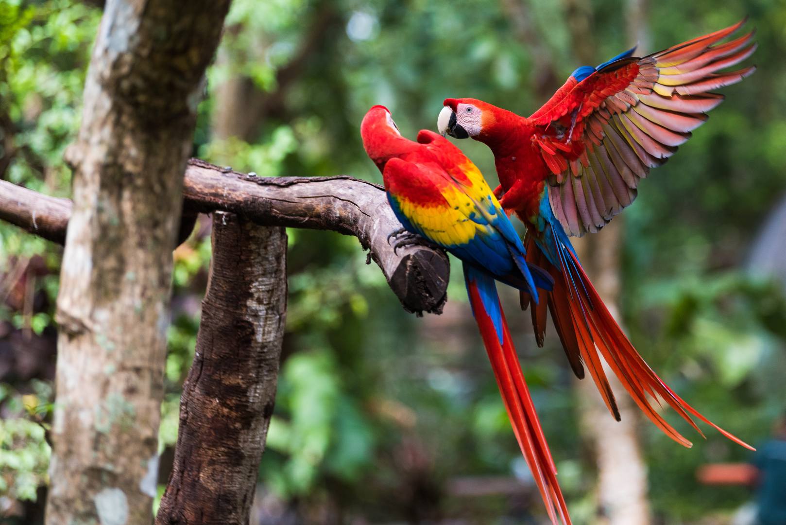 Rincón de la Vieja – Monteverde