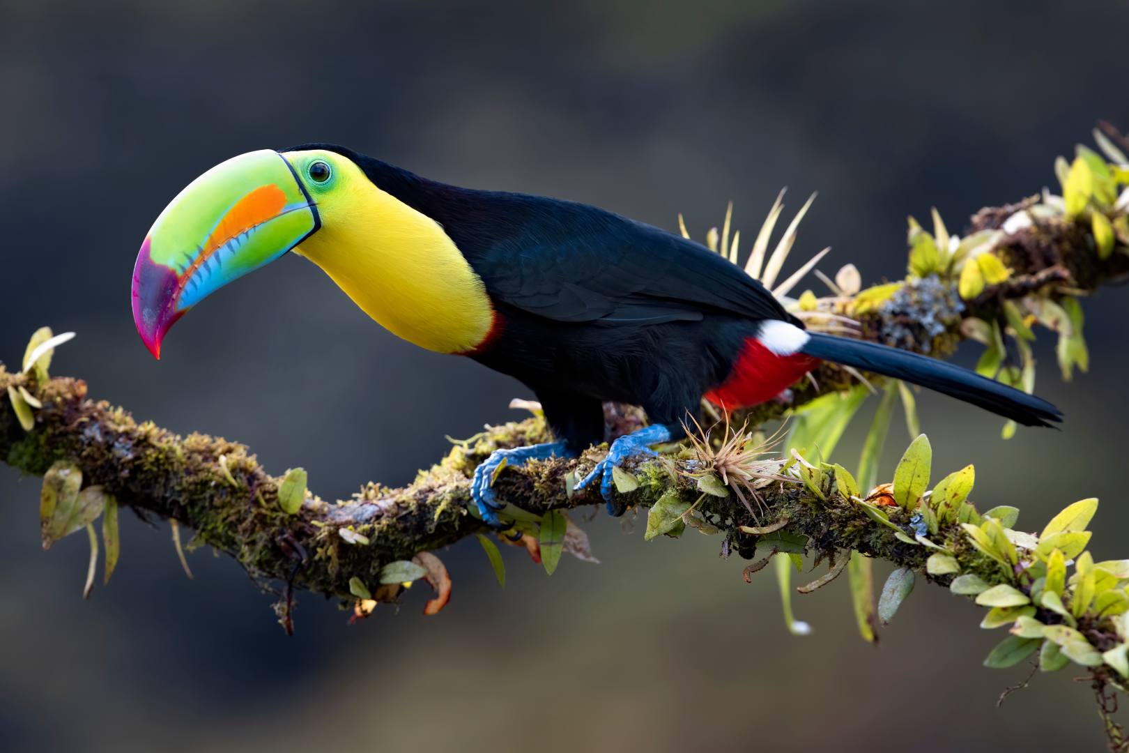 Monteverde – Manuel Antonio