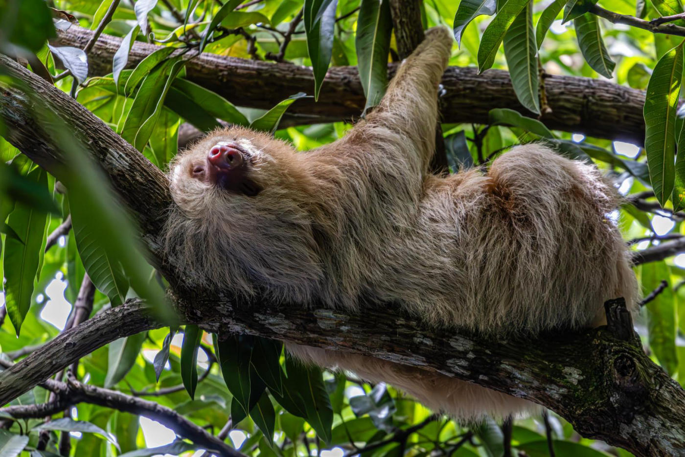 Monteverde – Tárcoles