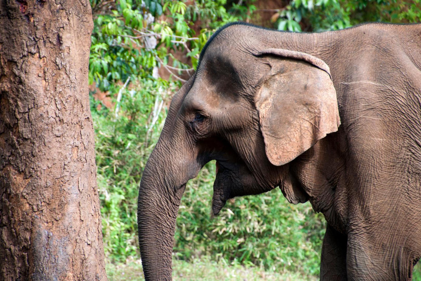 Camboya salvaje en privado: el Mekong, Mondulkiri, Ratanakiri y Angkor