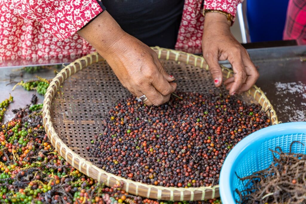 Plantation de poivre et rivière de Kampot