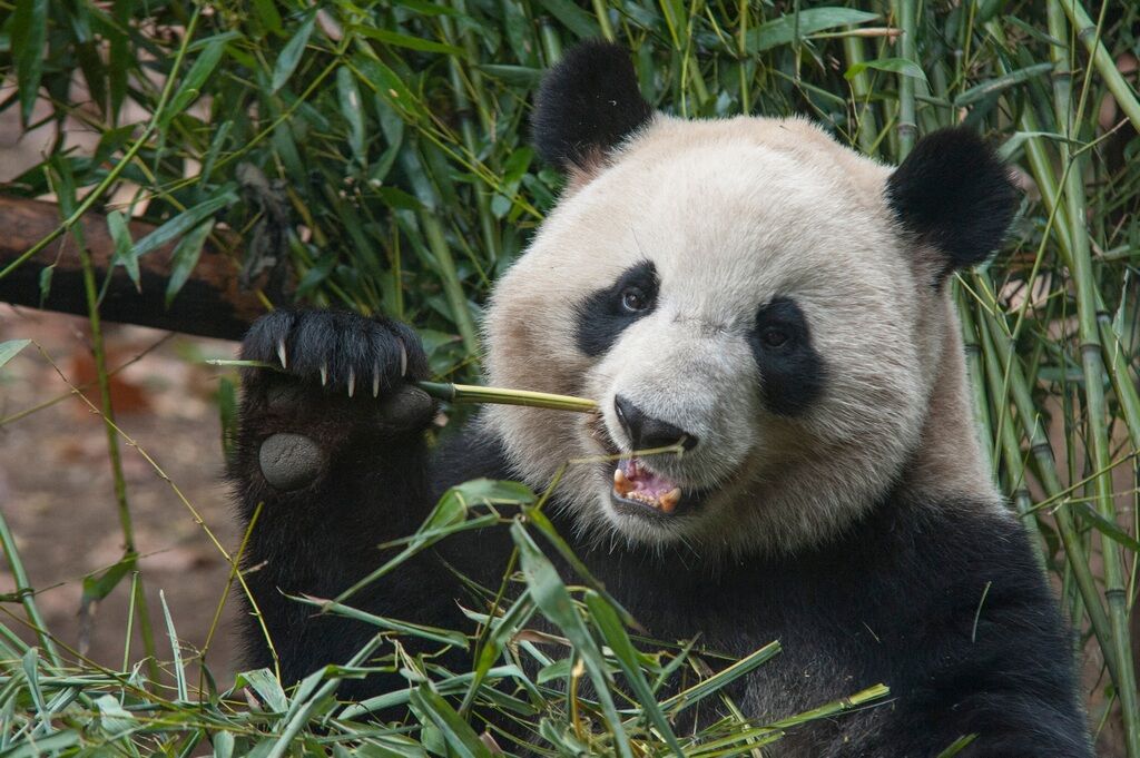 Panda Country in Private: Shanghai, Beijing, Xi'an and Chengdu