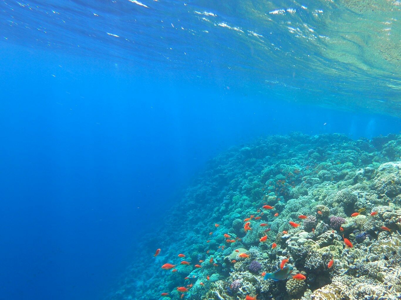 Hurghada: el arrecife de coral
