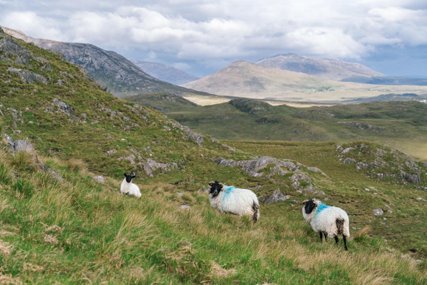 Le Connemara
