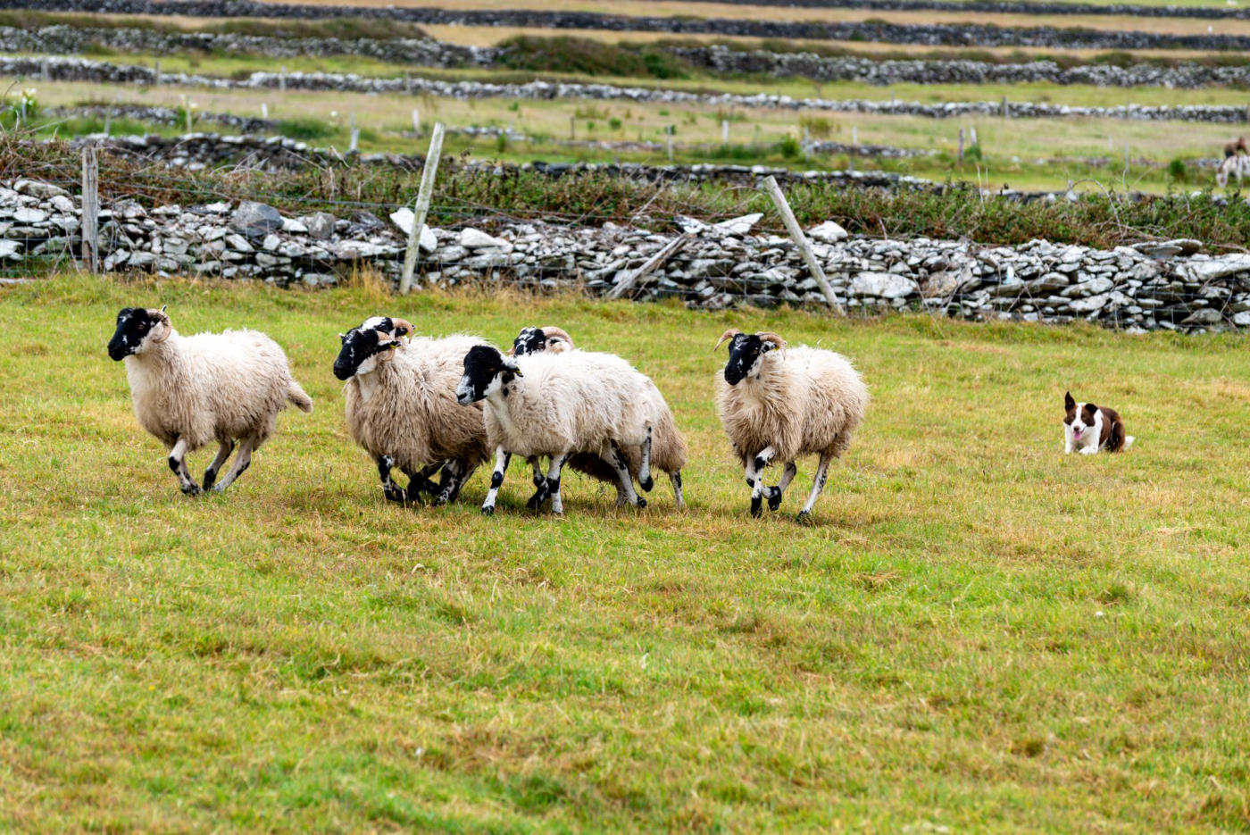 Ferme – lough Neagh
