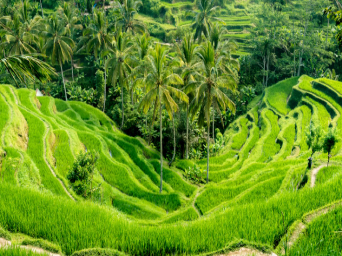 Ubud, journée libre
