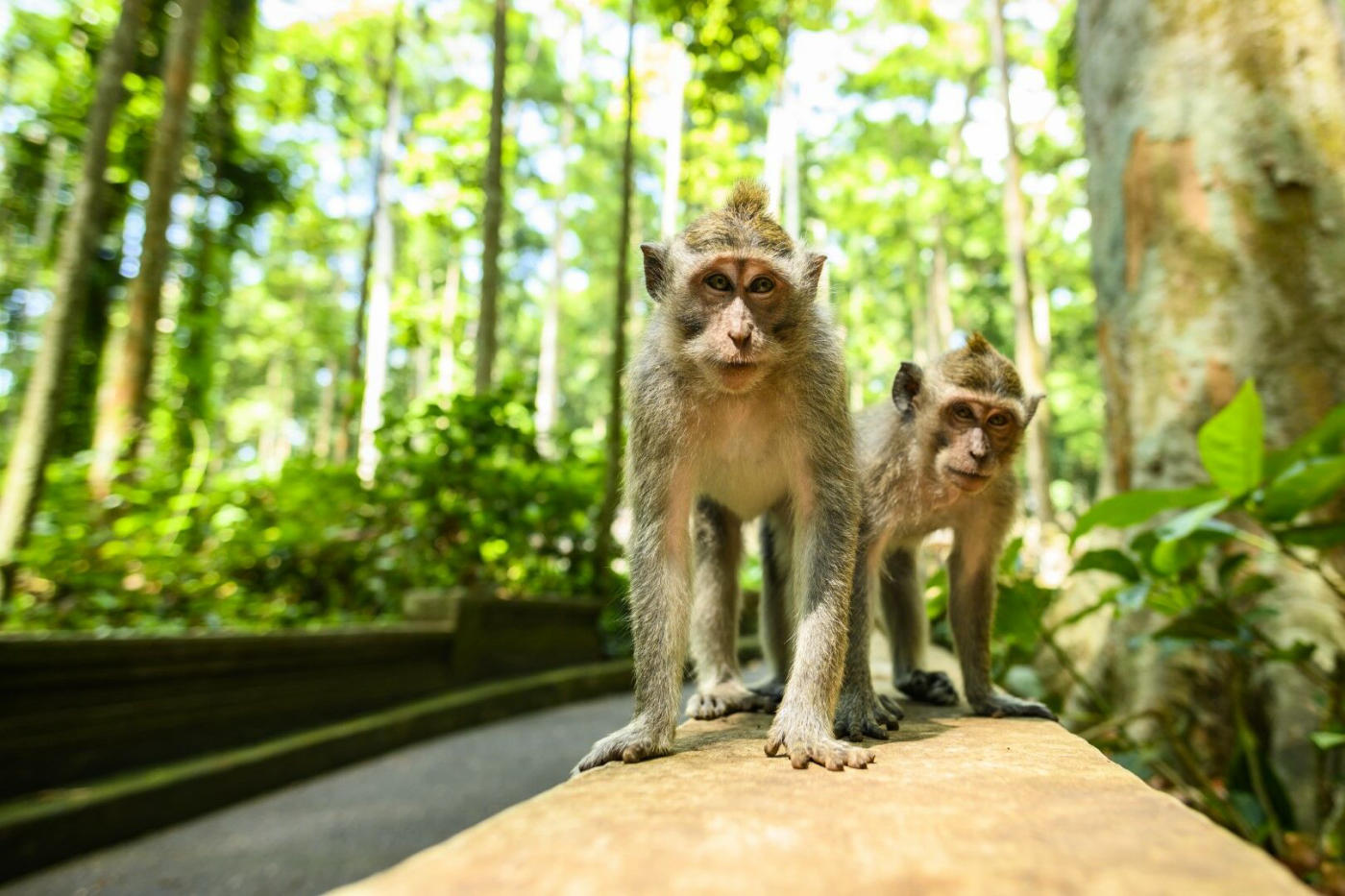 Arrivée à Bali – Ubud
