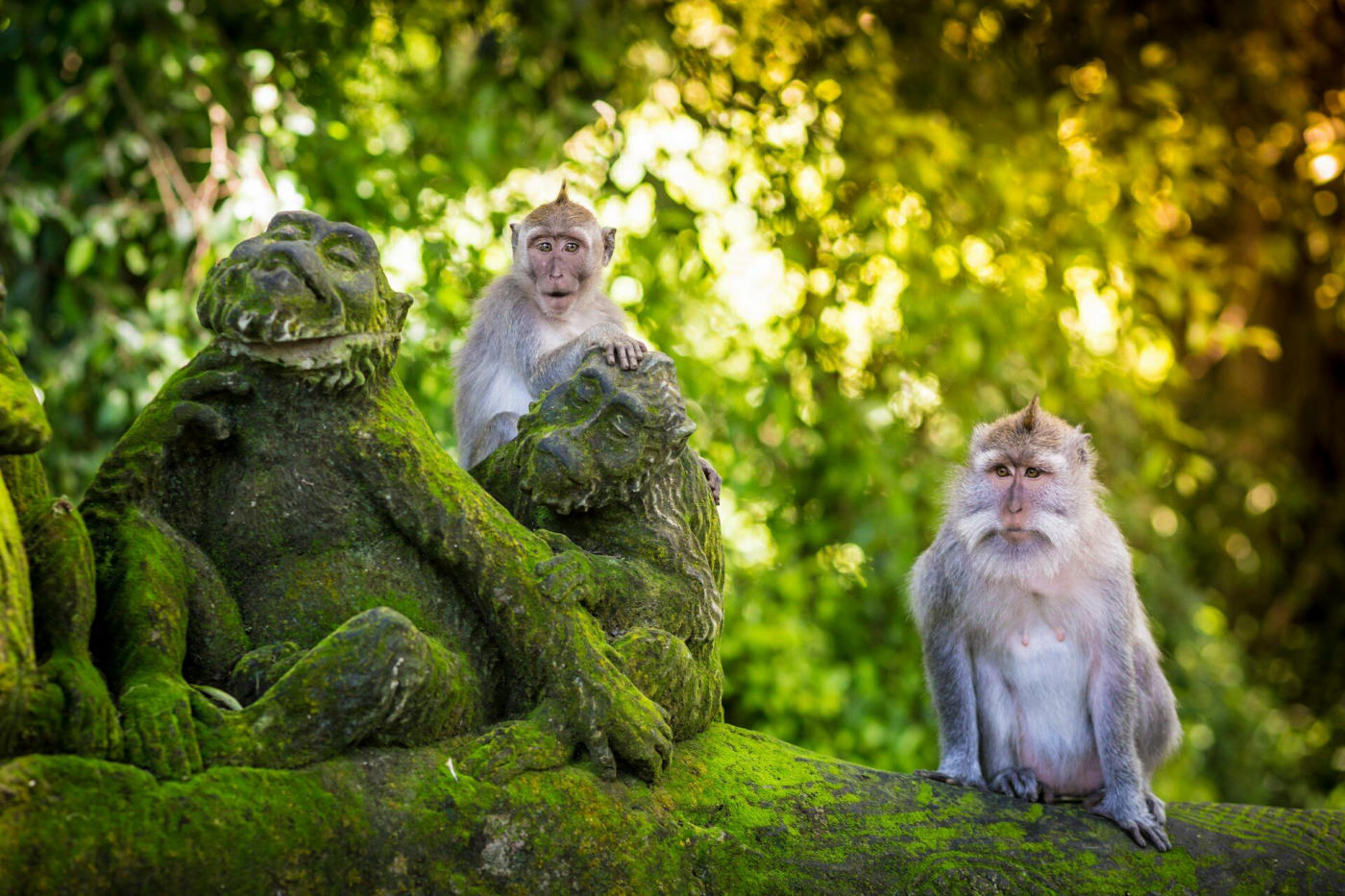 Ubud, journée libre
