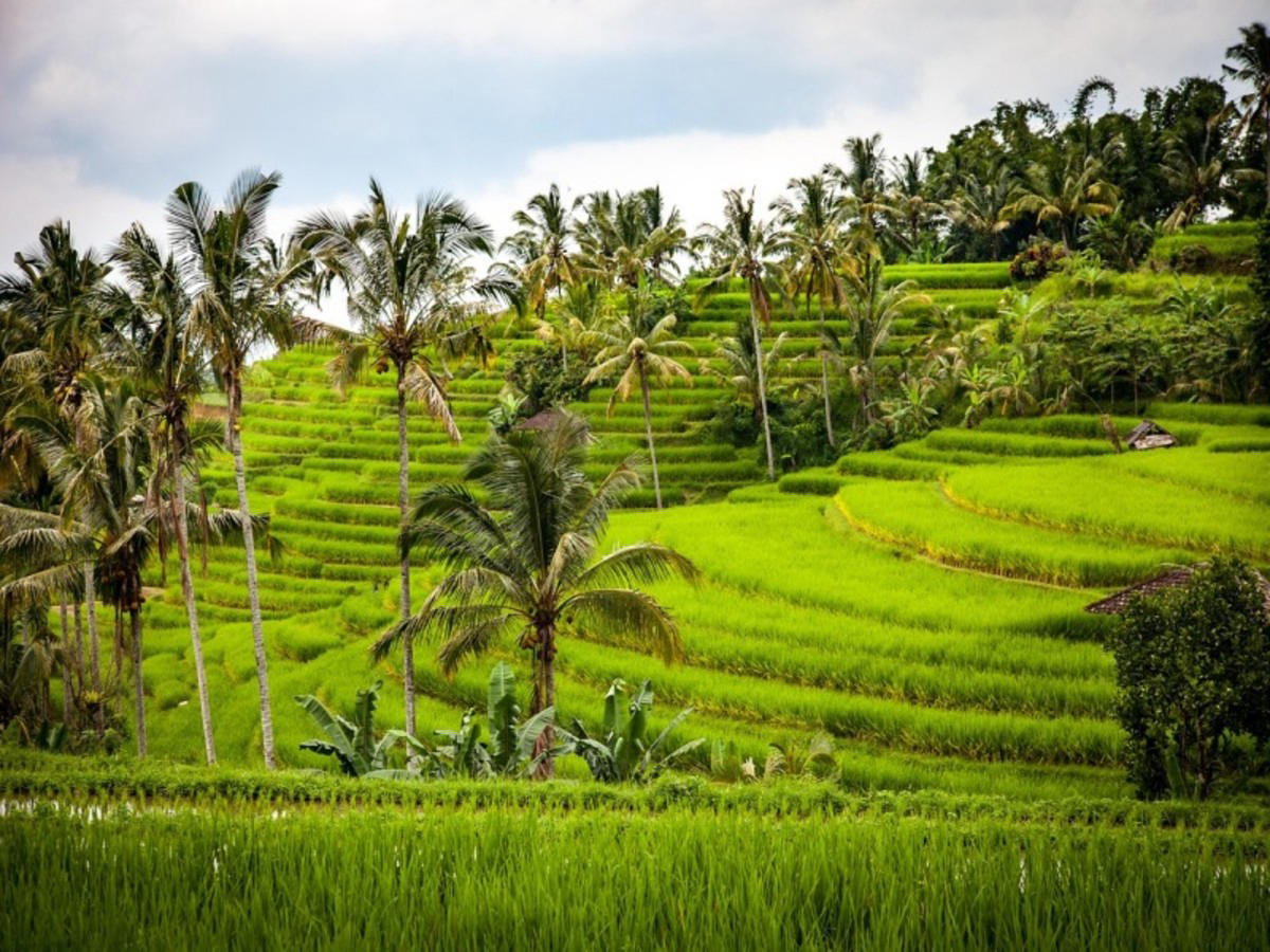 Ubud, journée libre