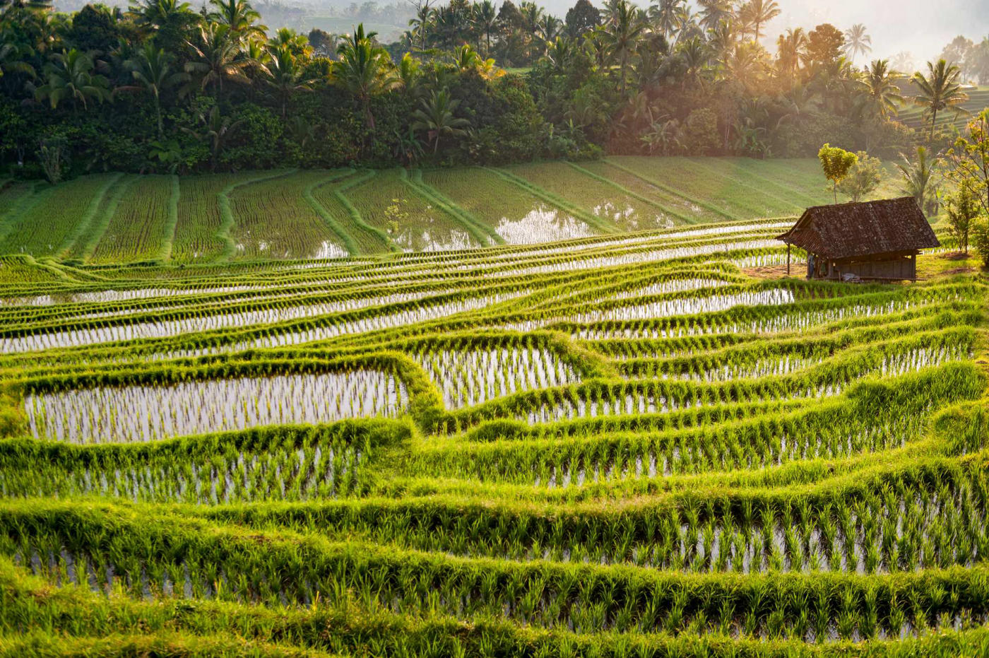 Jatiluwih et Bedugul – Ubud