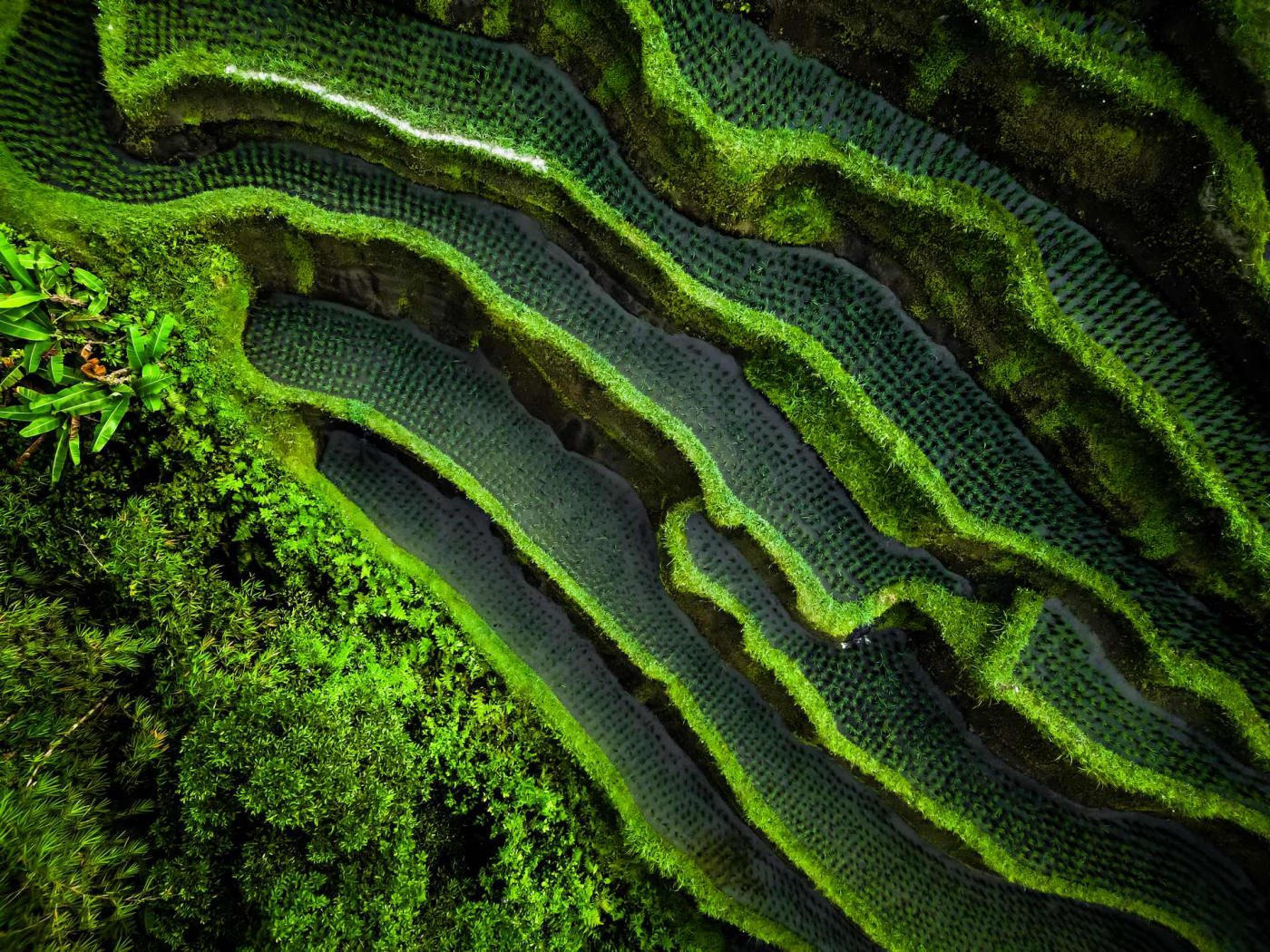 Ubud, journée libre