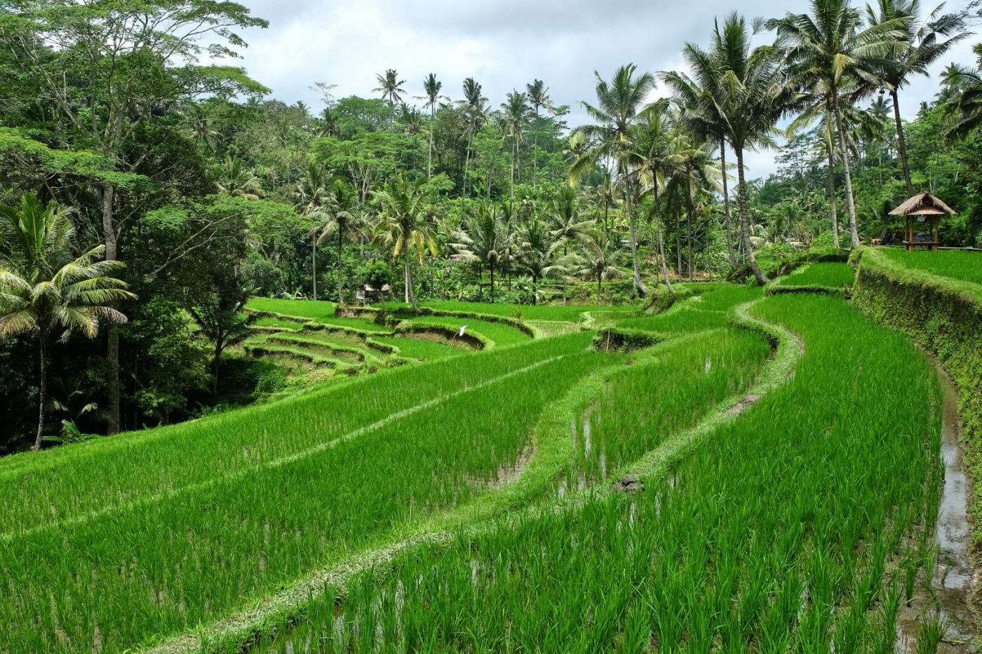 Ubud: arrozales y pueblos