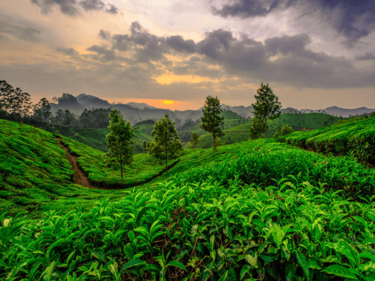 Munnar et le thé