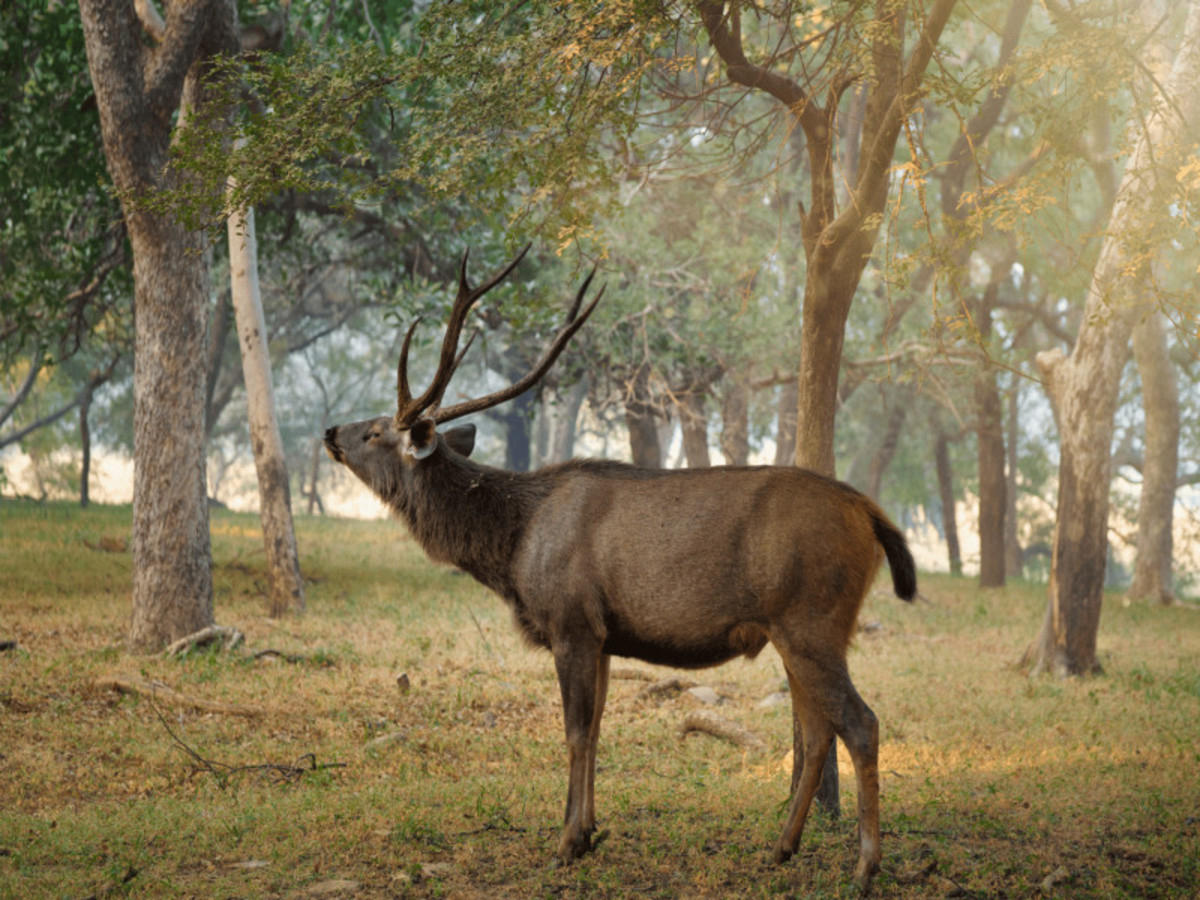 Periyar – Alleppey