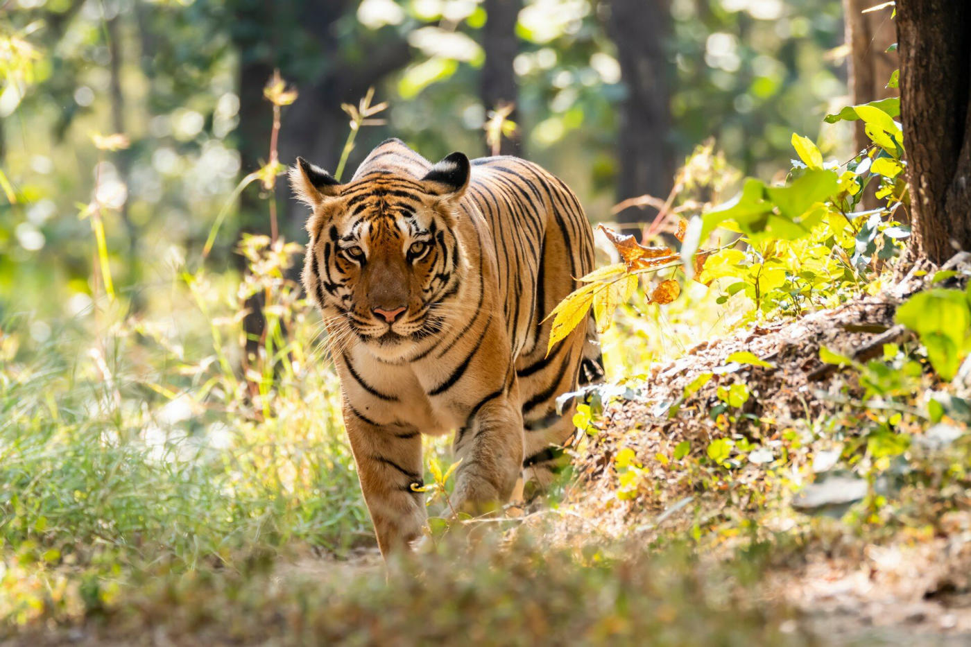 Bundi – Ranthambore