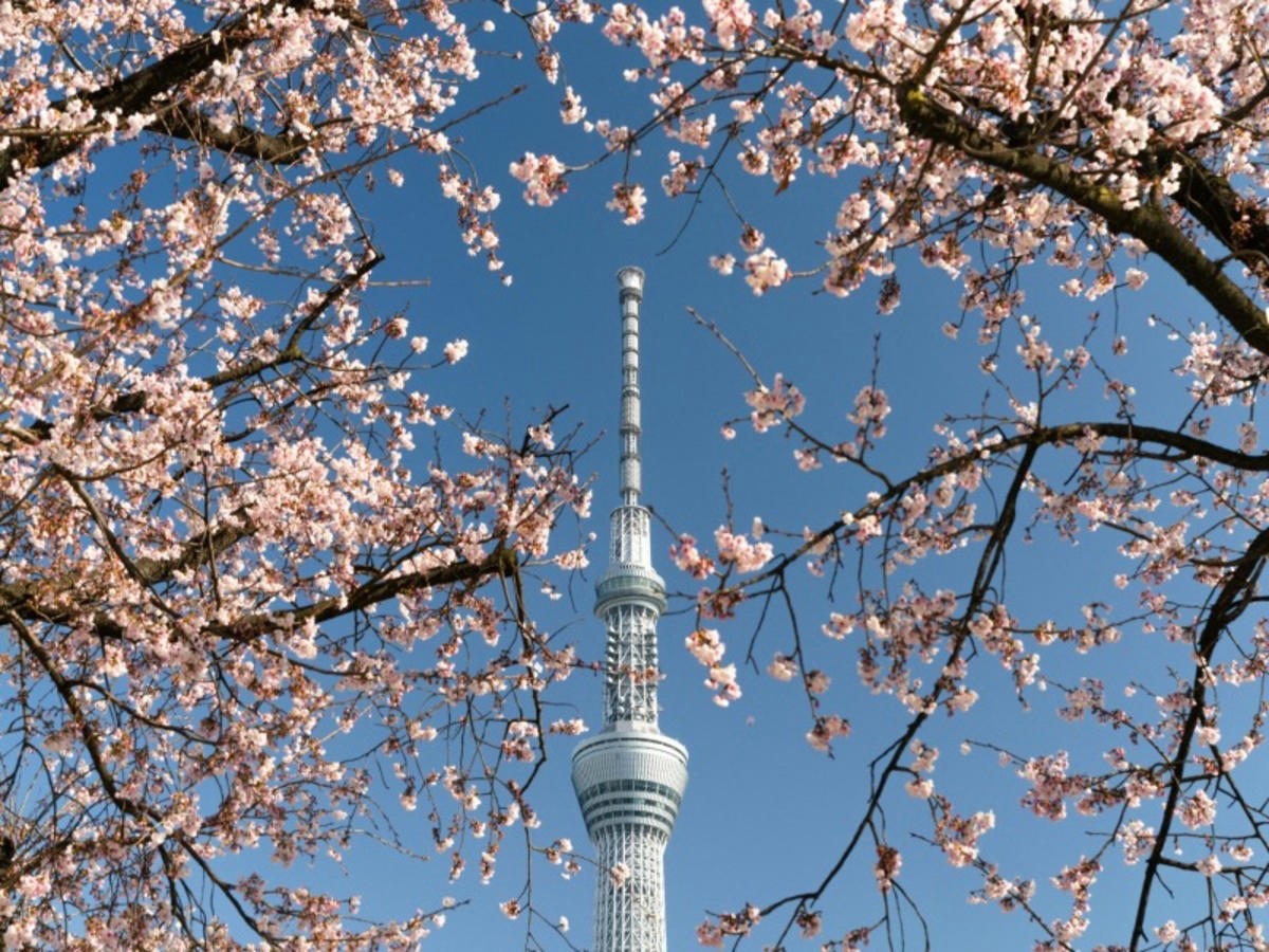 Vuelo a Japón