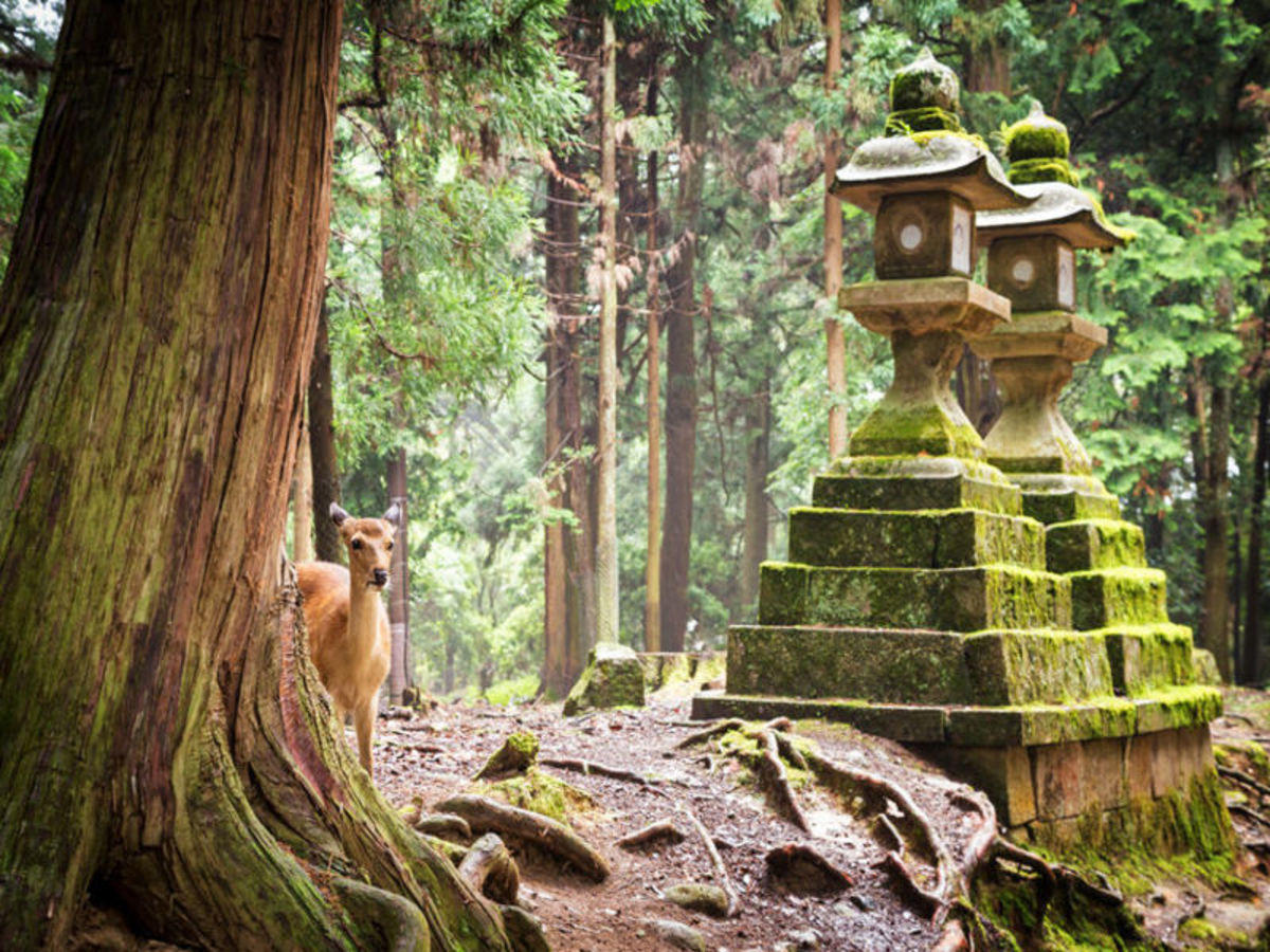 A day trip to Nara