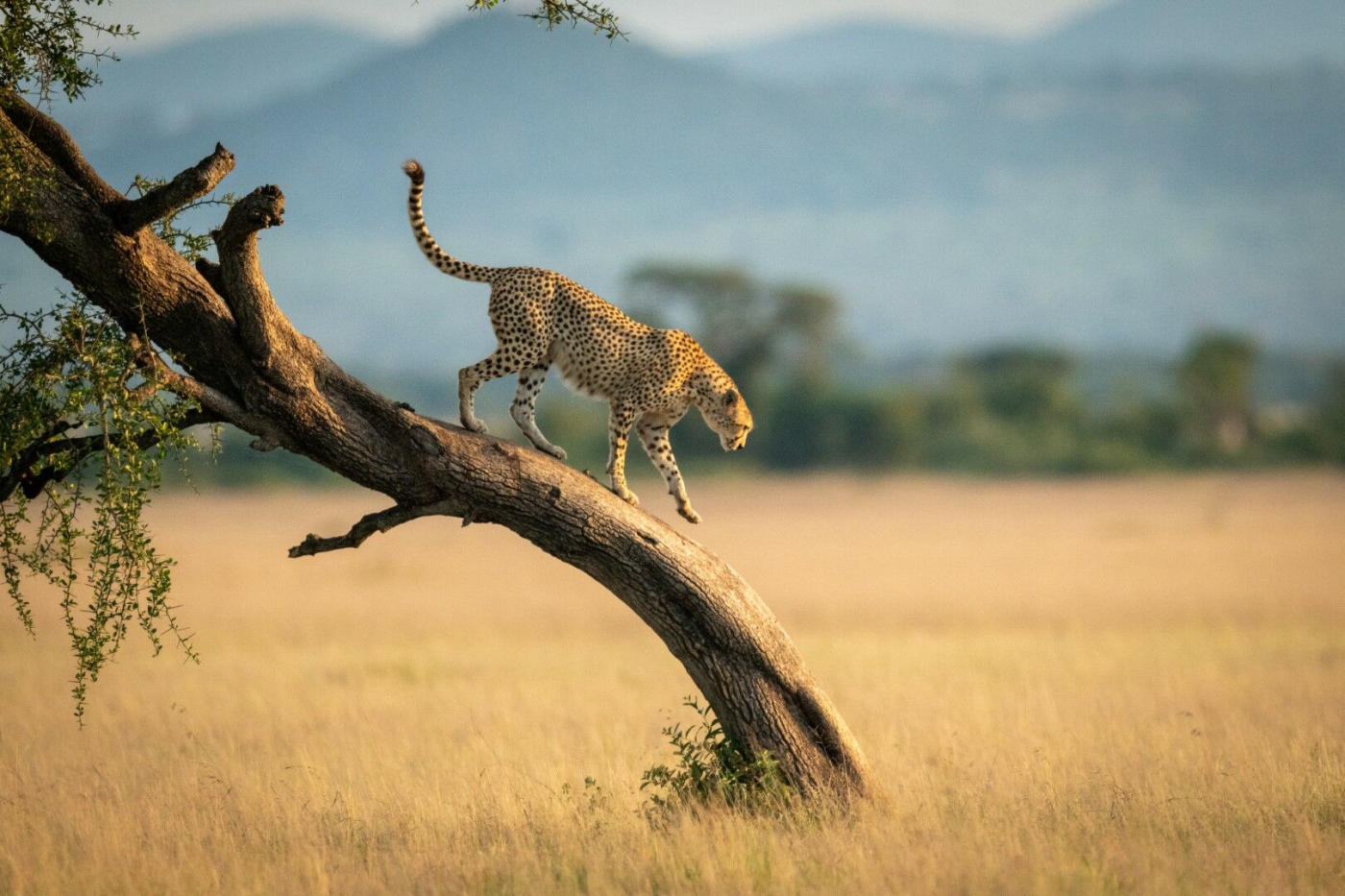 Kenya and Tanzania: From Amboseli to the Serengeti via the Ngorongoro Crater