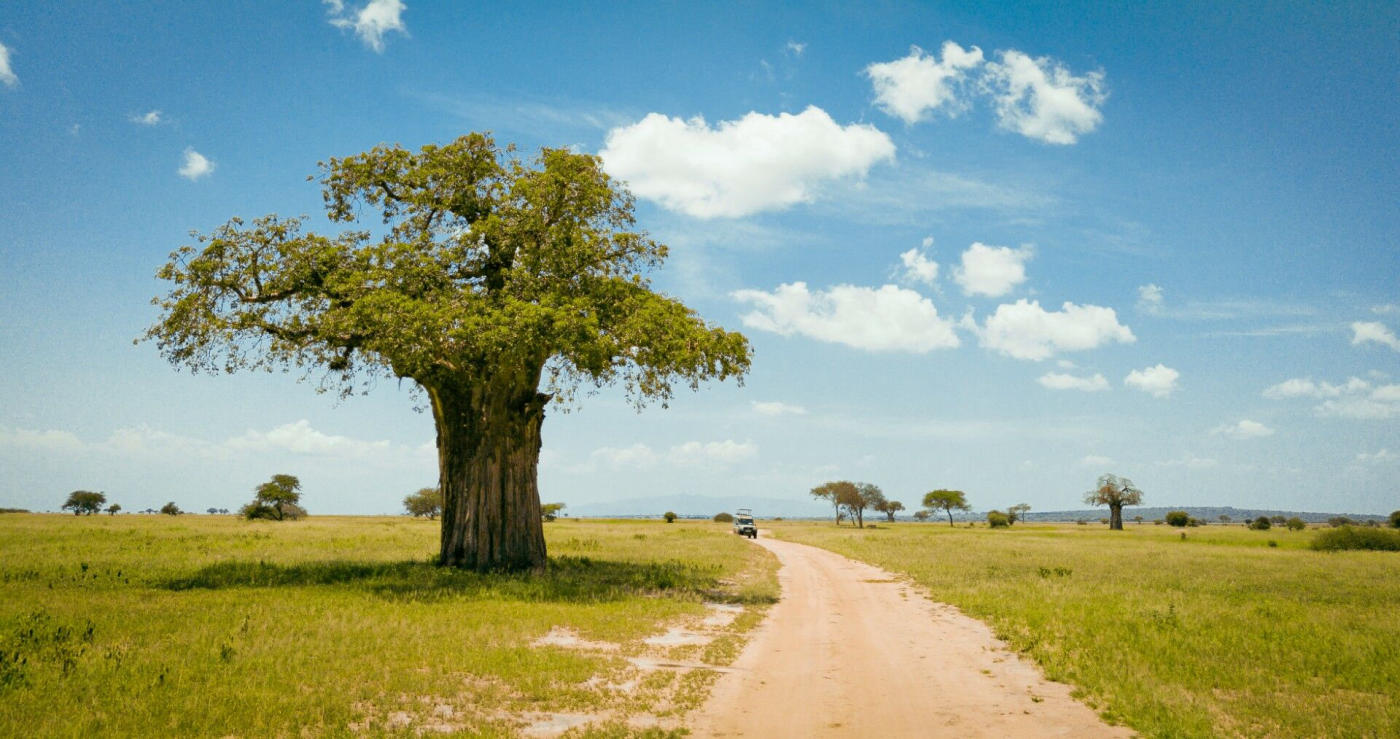 Kilimandjaro – parc de Tarangire