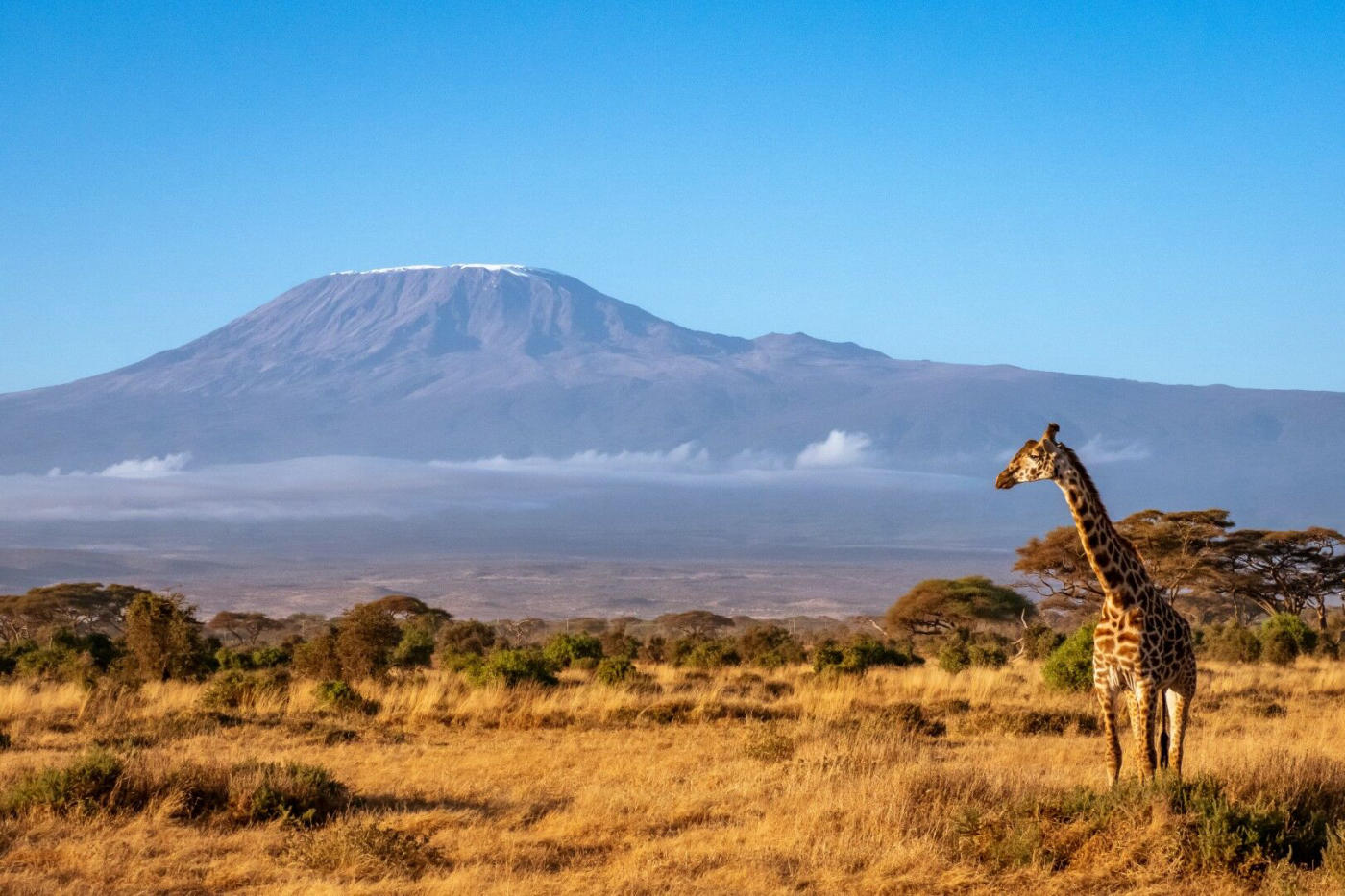 Safari à Amboseli