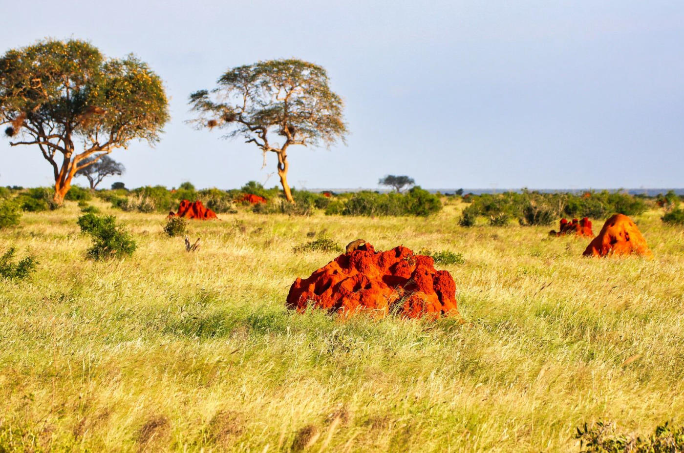 Tsavo — photo 2