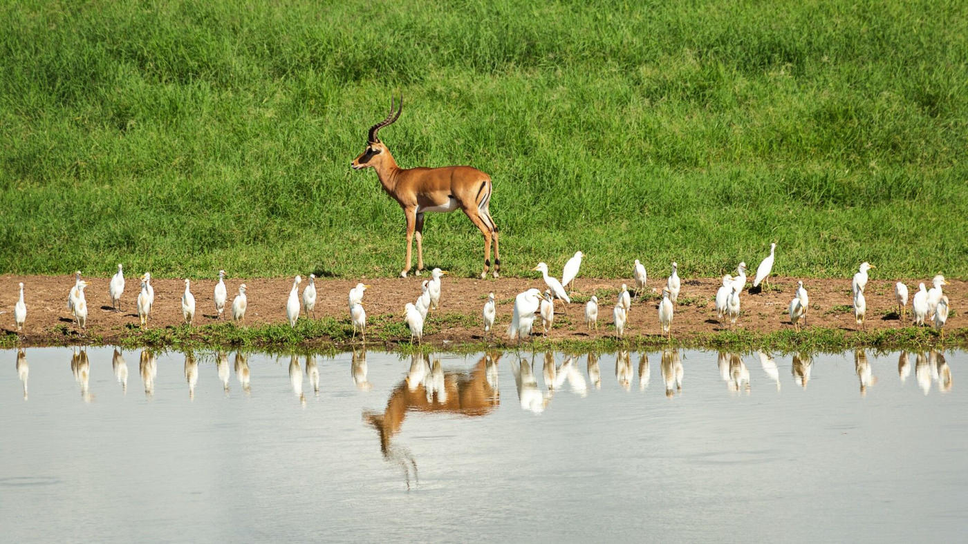Masaï Mara – Naivasha et Crescent Island