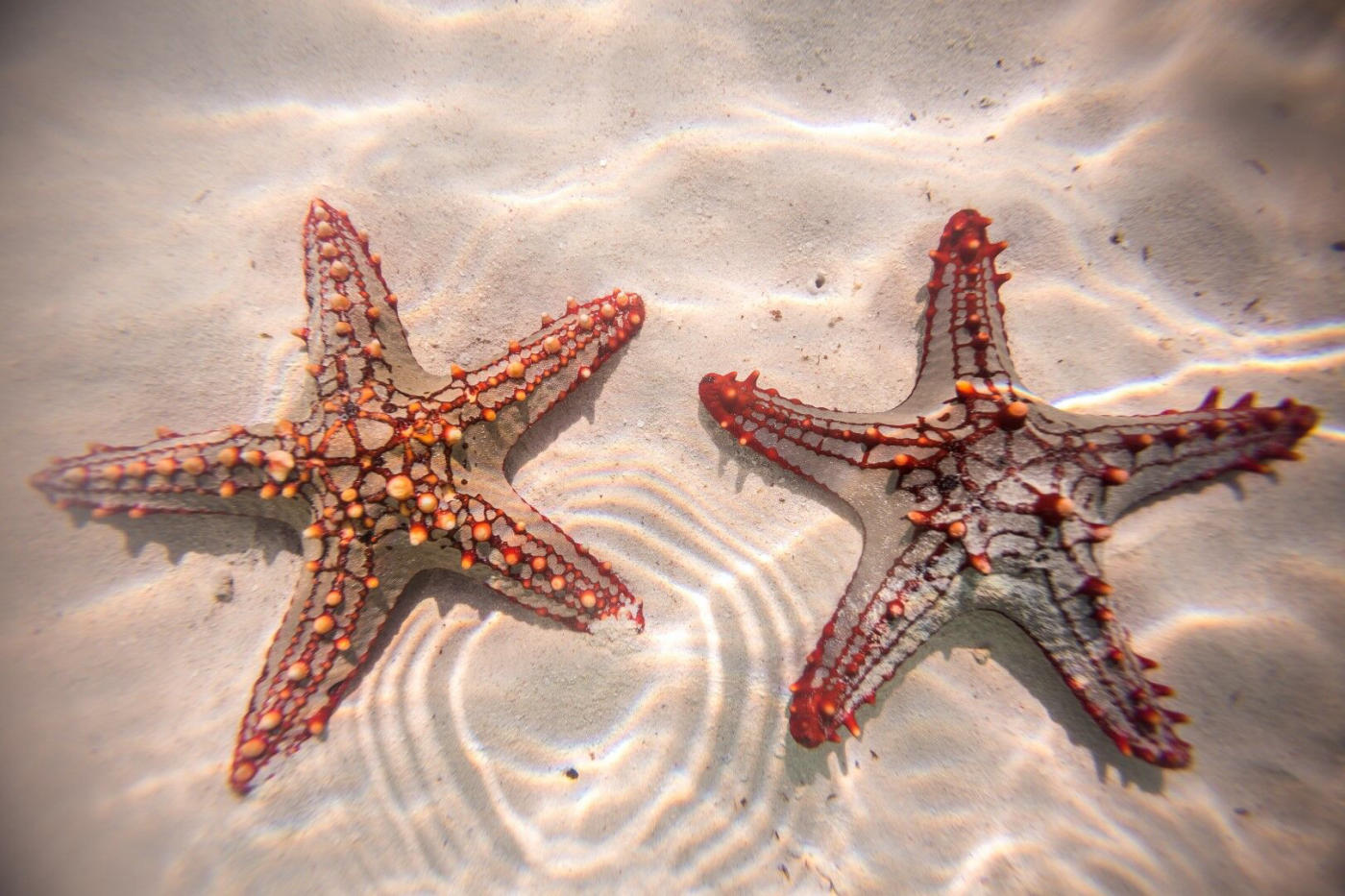 Journée libre à Mombasa
