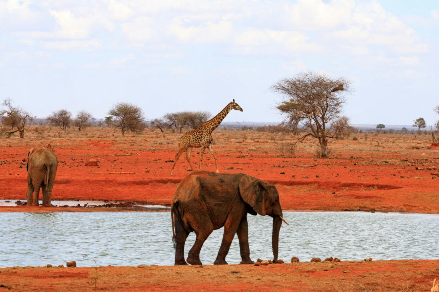 Tsavo — photo 3