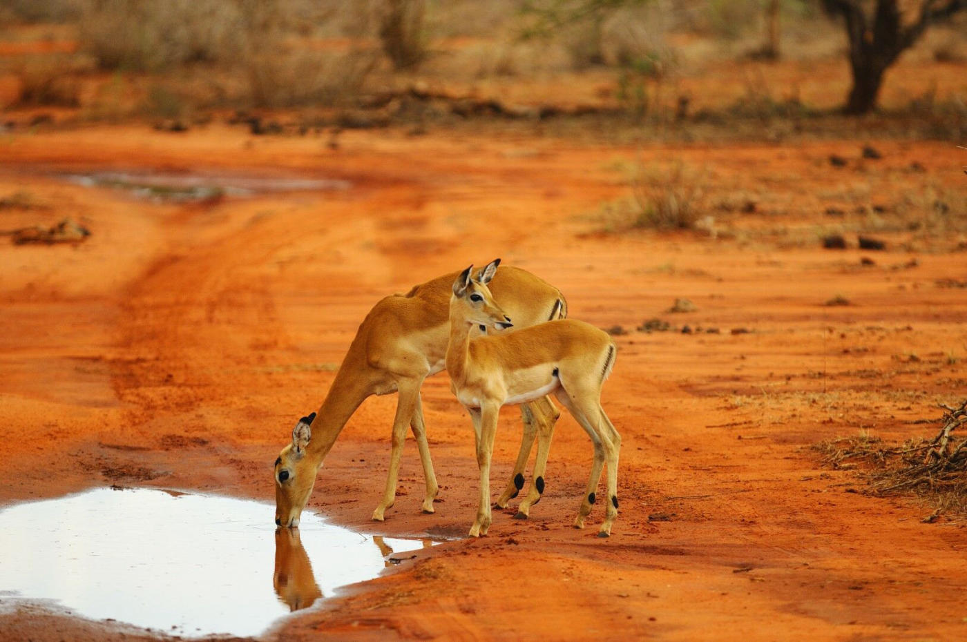 Samburu – Ol Pejeta