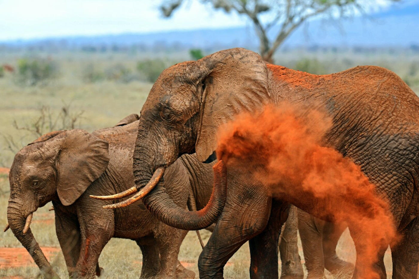 Amboseli – parc de Tsavo