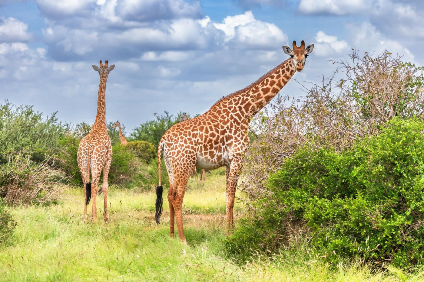 Dernier safari et retour sur la côte
