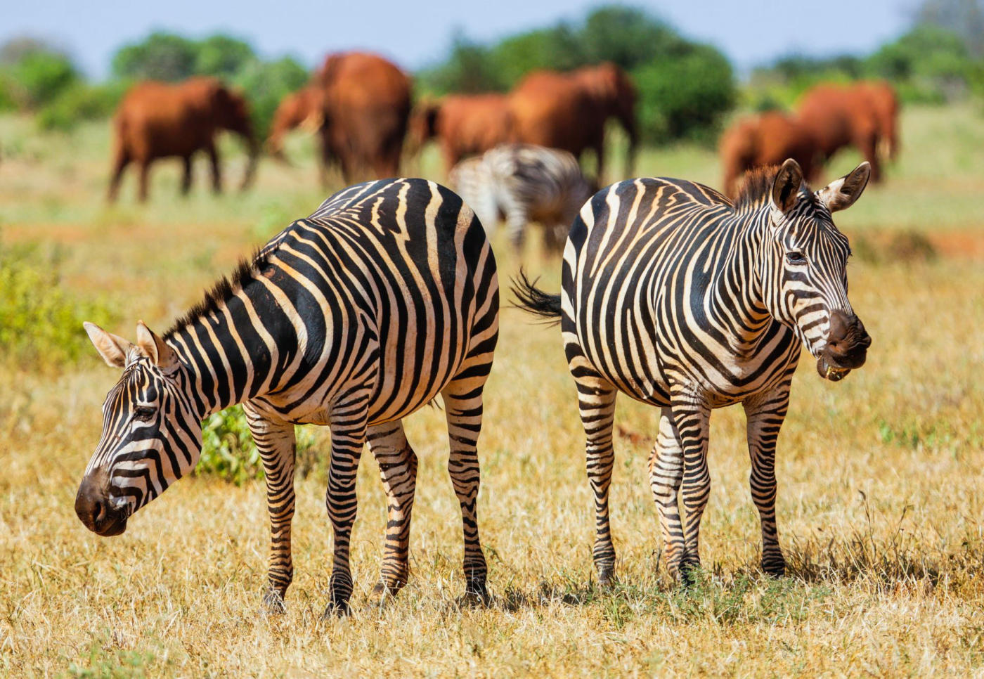 Tsavo et retour — photo 2