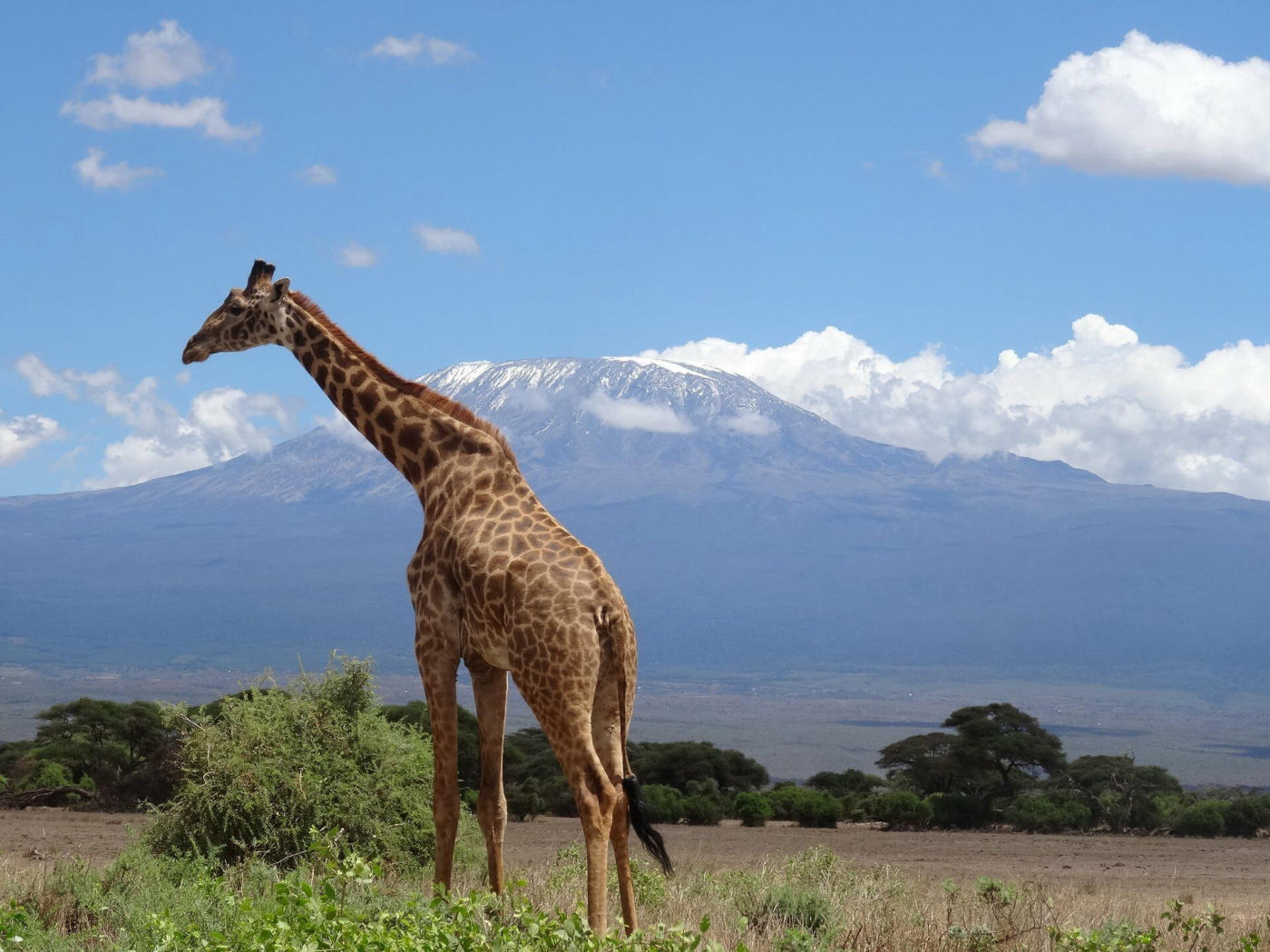 Amboseli — photo 3