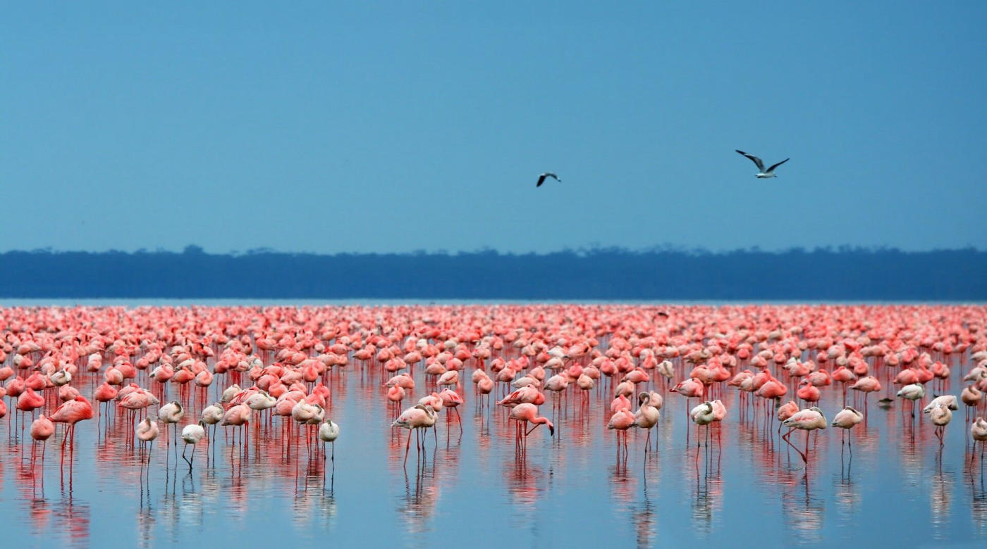 Masai Mara – lac Nakuru