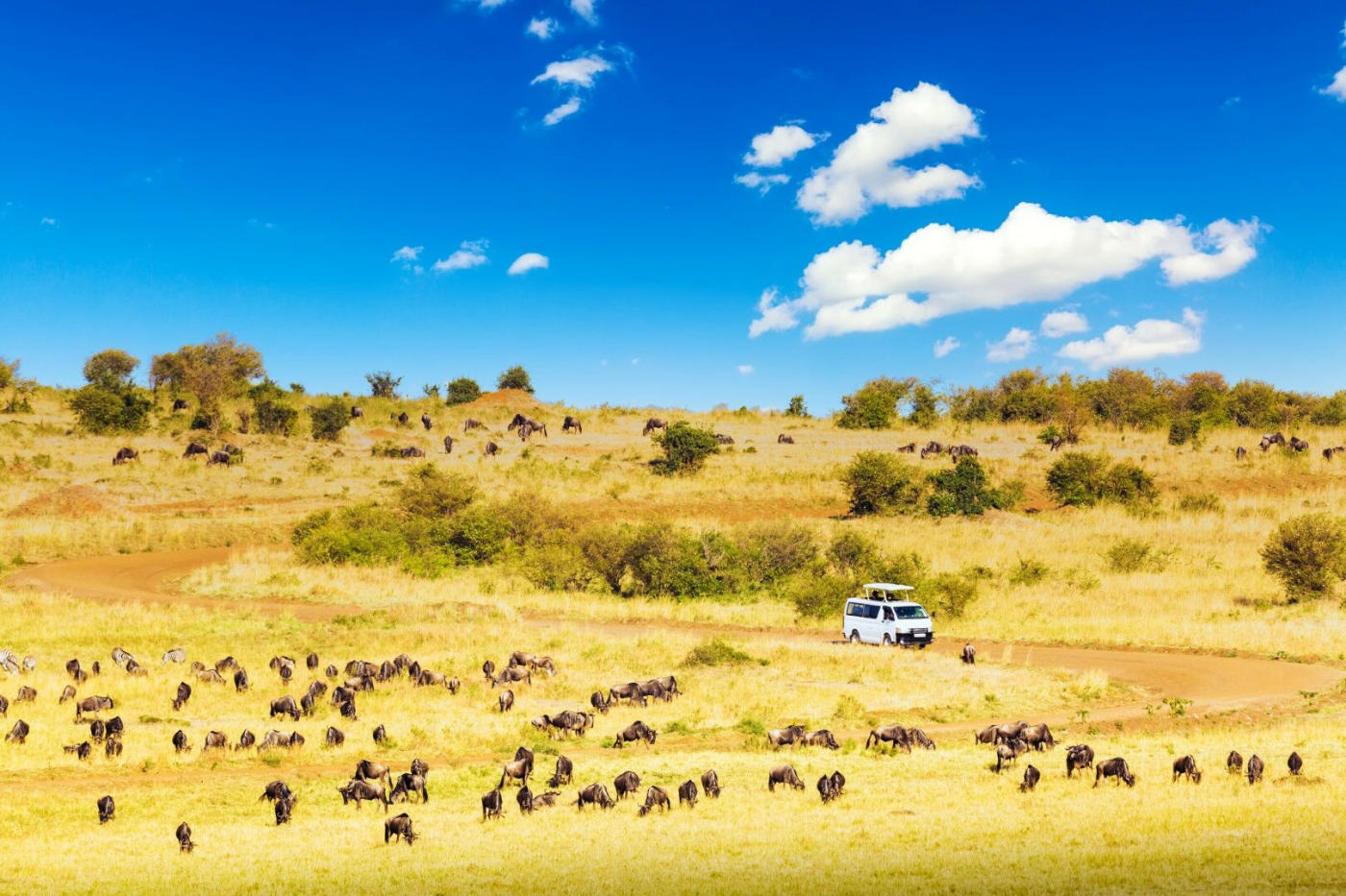 Kenya: From the Masai Mara to Amboseli, the Rift Lakes and Tsavo's Elephants