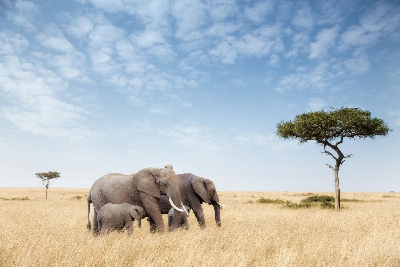 Kenya Differently: Samburu, Ol Pejeta, the Masai Mara and Amboseli