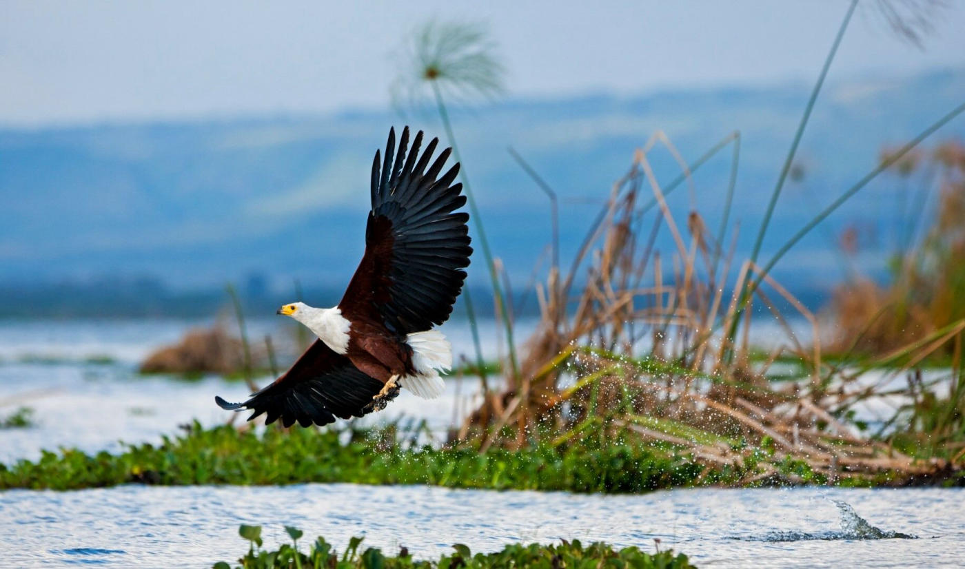 Lac Naivasha — photo 3