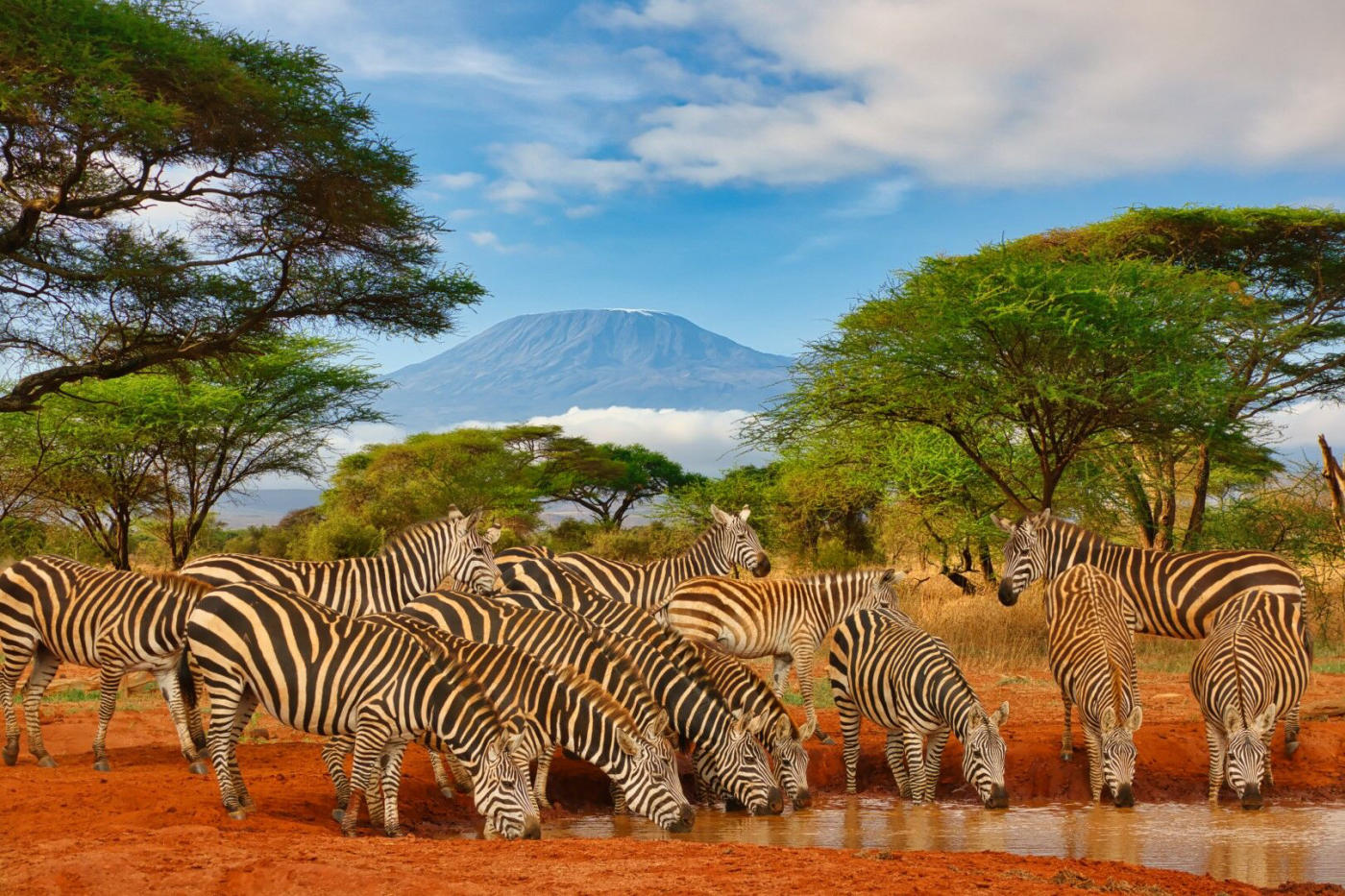 Amboseli, face au Kilimandjaro