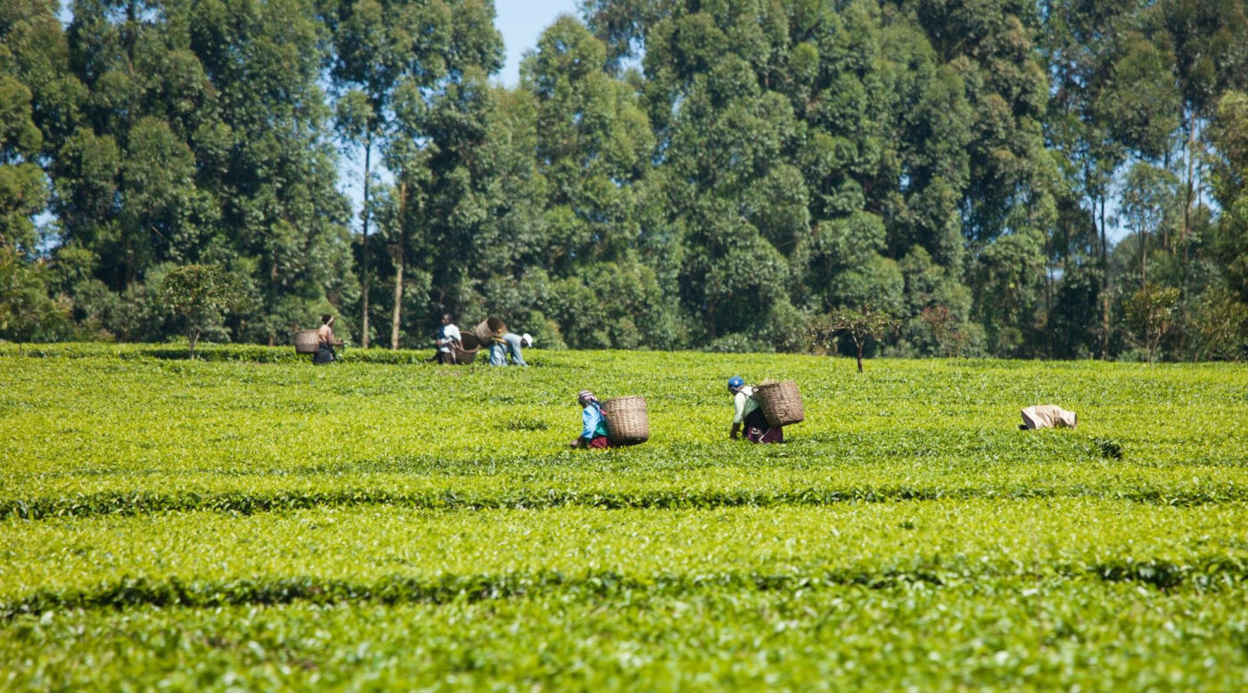 Nairobi – Masai Mara par une plantation de thé