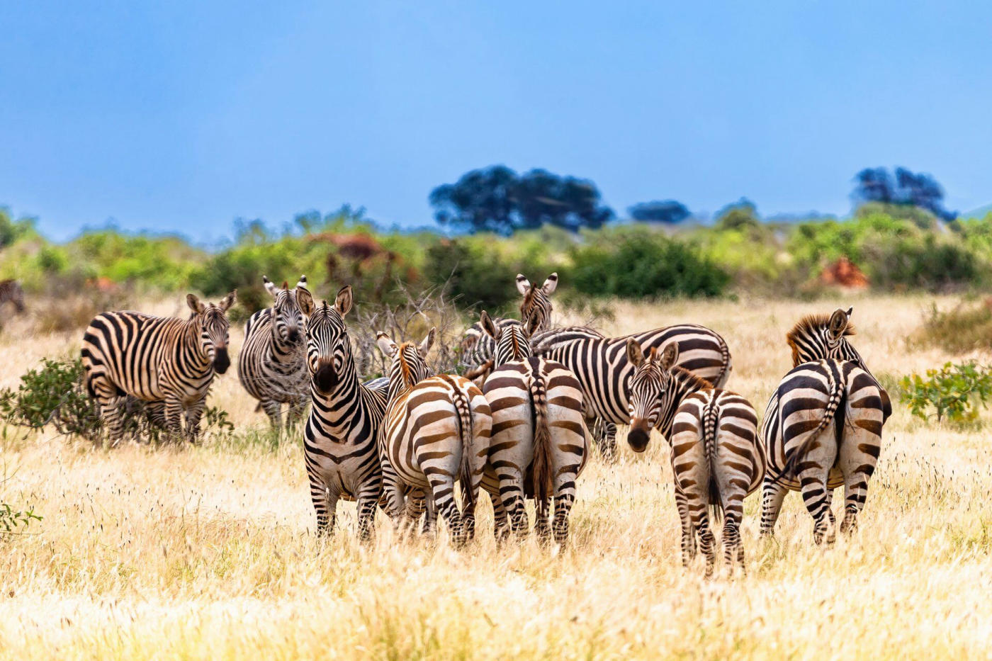 Amboseli — photo 2