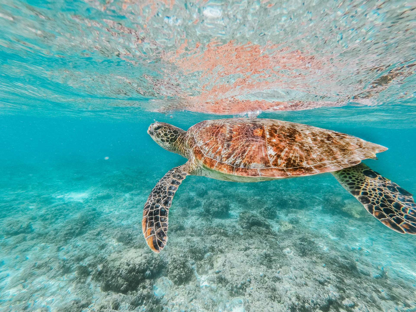 Apo island