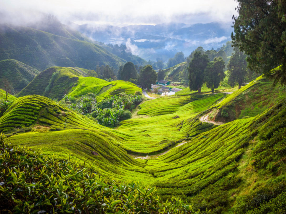 Malaysia Madly: Taman Negara Jungle, the Cameron Highlands and Penang