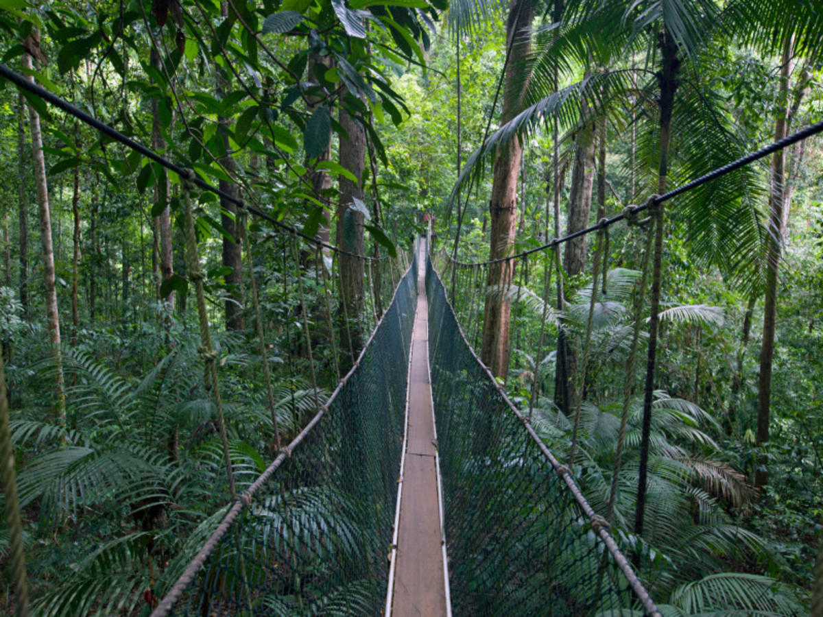 Taman Negara : Teresek Hill et Lata Berkoh